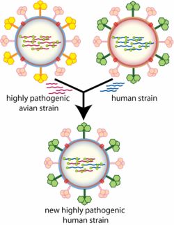 Antigenic shift between two viral strains produces a third novel subtype