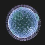 Influenza Virus